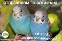Волнистые попугаи оптом, доставляем в регионы